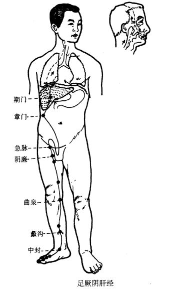 足厥陰肝經循行